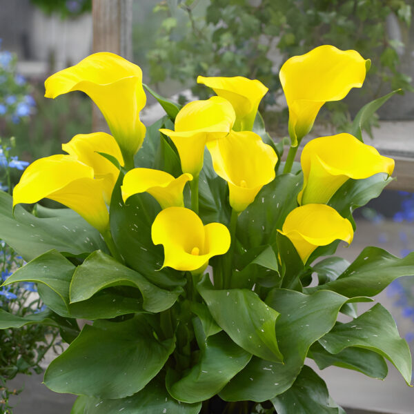 Yellow Calla Lilly Flower Seeds – Heirloom, Non-GMO, High Germination, Organic Garden Seeds