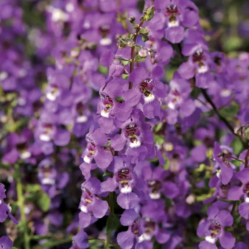 purple angelonia flower seeds