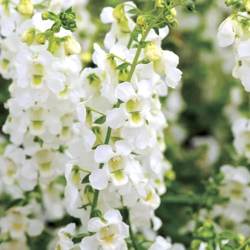 white angelonia flower seeds