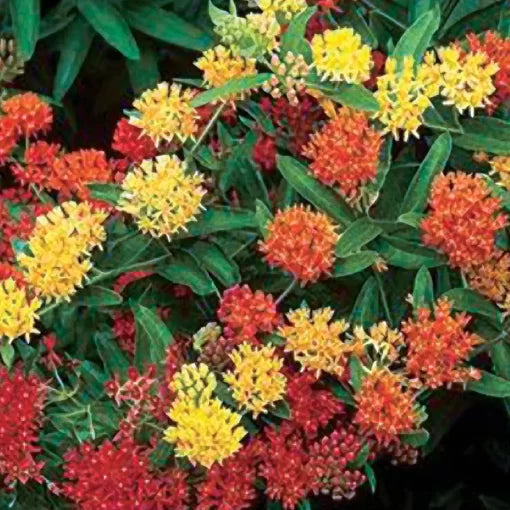 butterfly weed flower seeds