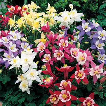 origami mix flower seeds