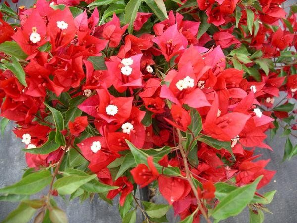 Bougainvillea Flower Seeds Red – Heirloom, Non-GMO, High Germination Organic Garden Seeds for Planting