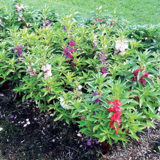 balsam bush flower seeds