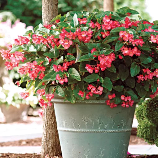 pink pink flower seeds