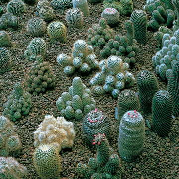 hardy cactus flower seeds