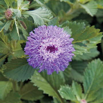 button beauty flower seeds