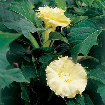 yellow yellow flower seeds