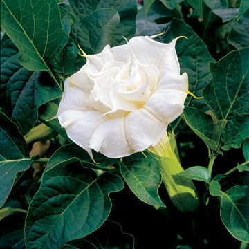white white flower seeds