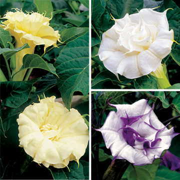 angel s flower seeds
