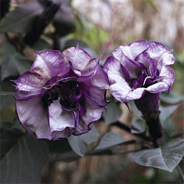 purple white flower seeds