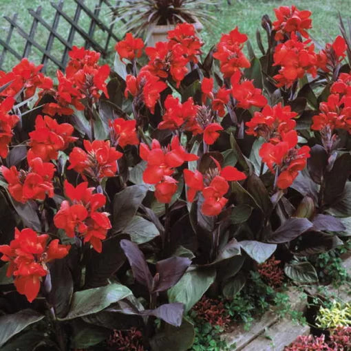 tropical bronze flower seeds