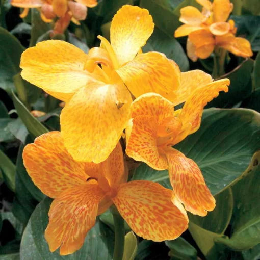 yellow yellow flower seeds