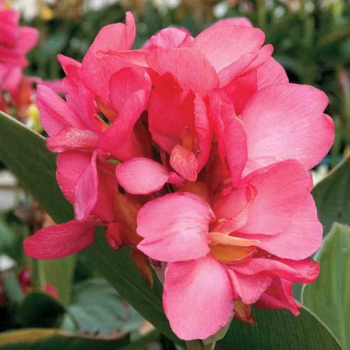 tropical rose flower seeds