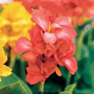 pink tropical flower seeds
