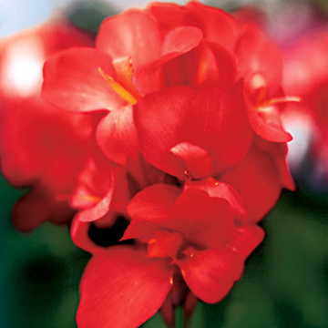 red red flower seeds