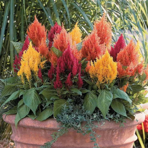 fresh look flower seeds