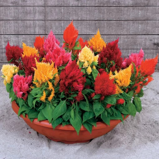 rainbow sherbert flower seeds