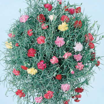 red pink flower seeds