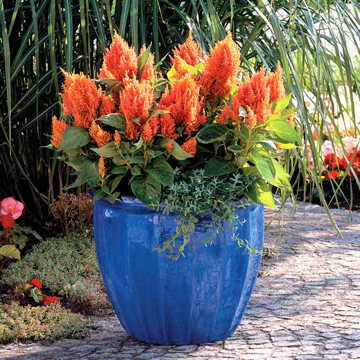 orange orange flower seeds