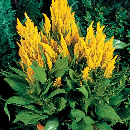yellow yellow flower seeds