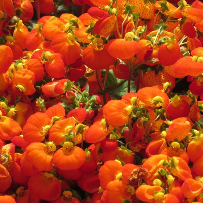 Orange Calceolaria Flower Seeds – Heirloom, Non-GMO, High Germination Seeds
