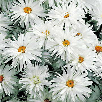 crazy daisy flower seeds