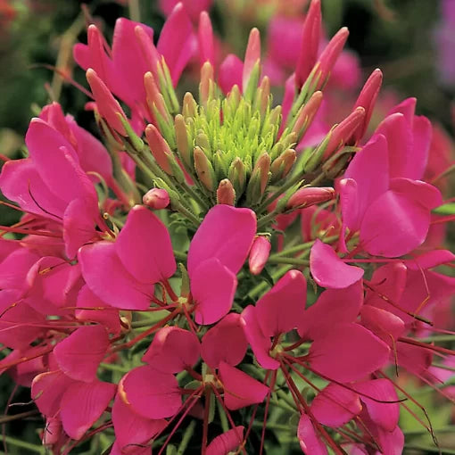 rose spider flower seeds