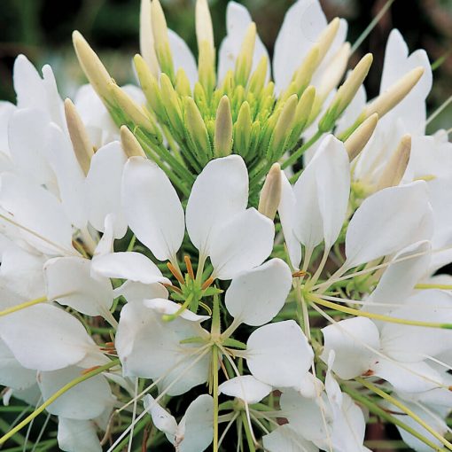 white spider flower seeds