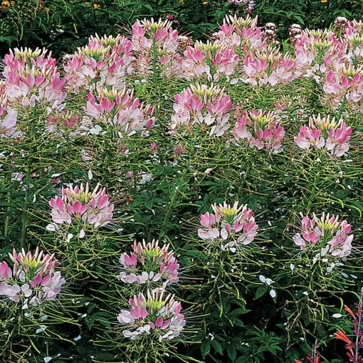 pink blush flower seeds