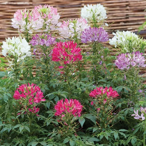 mix spider flower seeds