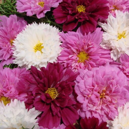 double click flower seeds