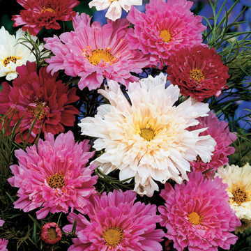 double click flower seeds