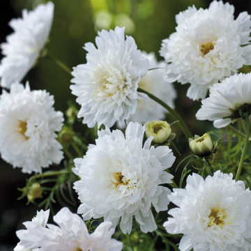 white double flower seeds