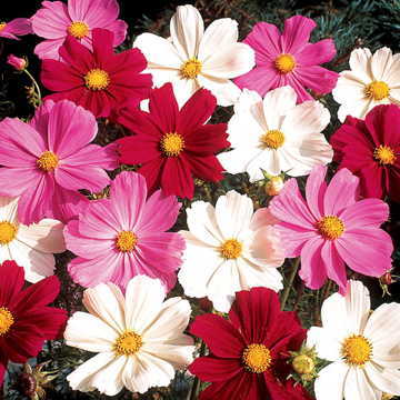 gazebo mix flower seeds