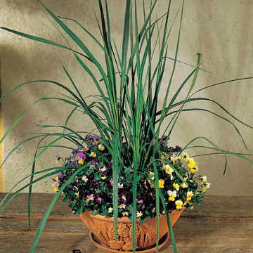 sunset shades flower seeds