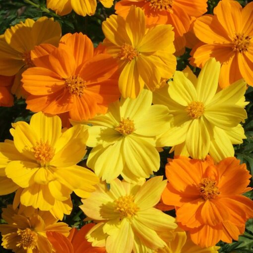 bright lights flower seeds