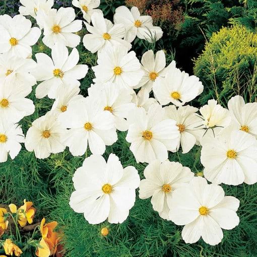 white white flower seeds
