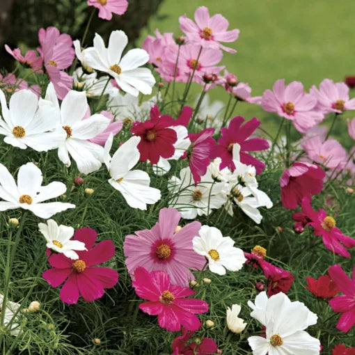 sonata mix flower seeds