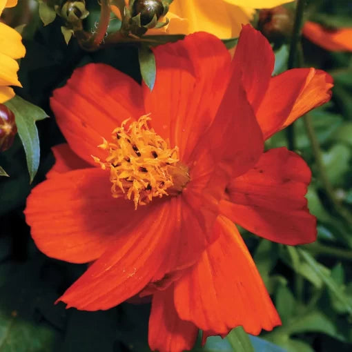 red cosmic flower seeds