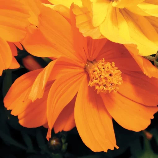 orange orange flower seeds