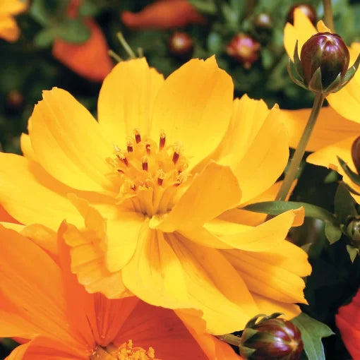 yellow yellow flower seeds