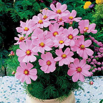 pink pink flower seeds