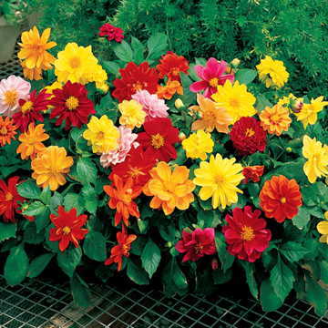 figaro mix flower seeds
