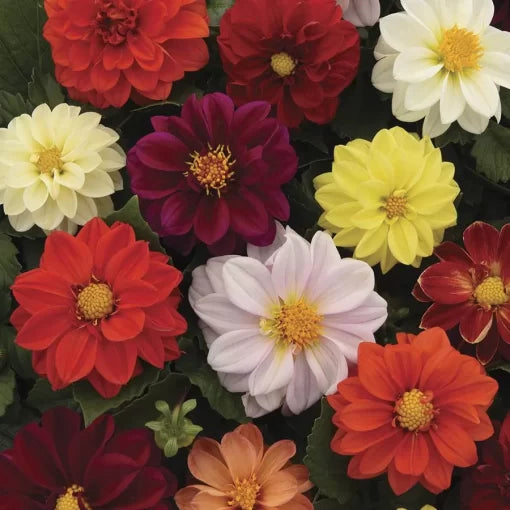 figaro mix flower seeds