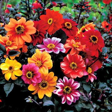 bishops children flower seeds