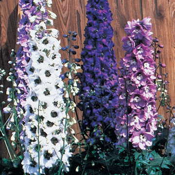 blue white flower seeds