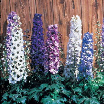 blue blue flower seeds