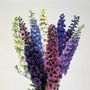 centurion mix flower seeds