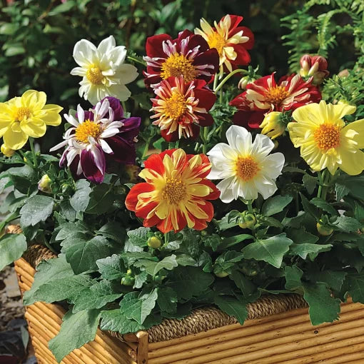 harlequin mix flower seeds