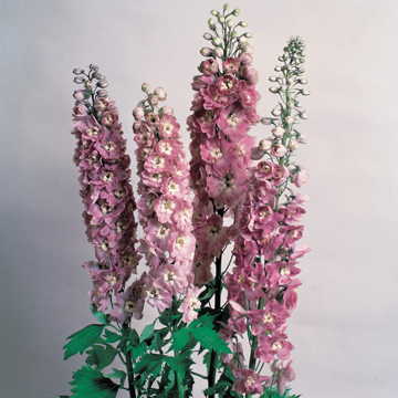 pink blue flower seeds